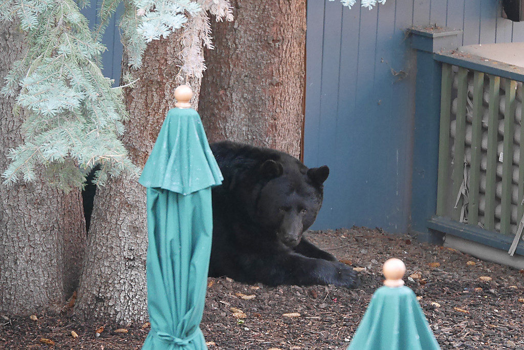 Bear in Aspen